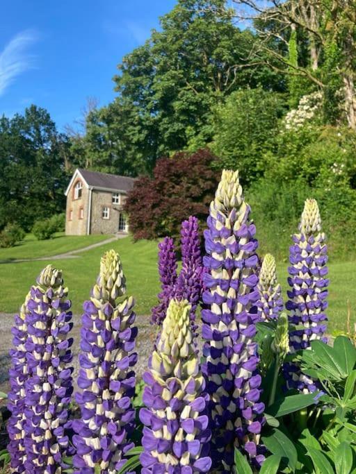 Beautiful Garden Cottage, Close To Llandeilo. Hoel-galed エクステリア 写真